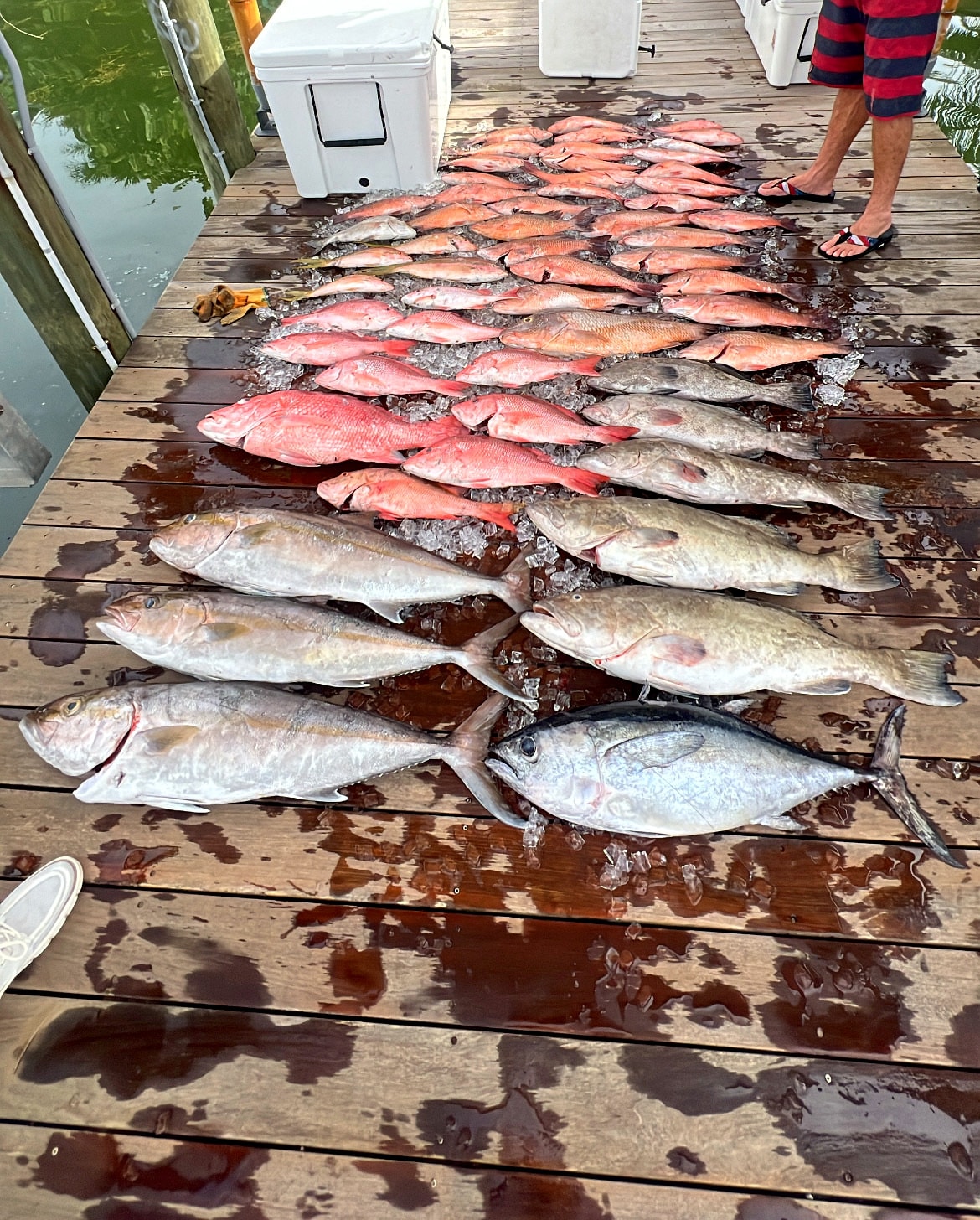 The full day's haul laid out down the dock